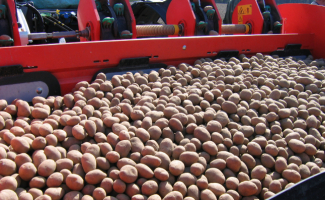 Optimale Startbedingungen für die Kartoffel schaffen!