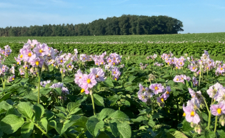 Erstmals über 8.000 ha Pflanzkartoffelvermehrungsfläche