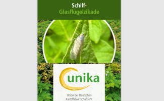 Neu: UNIKA-Merkblatt zur Schilf-Glasflügelzikade