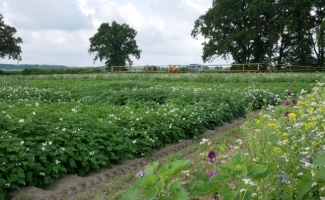 Save the Date: Kartoffeltagung von LWK und SEG am 29. Januar 2026